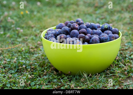 Prunus domestica. Bol de quetsche prunes recueillies à partir du verger. Banque D'Images