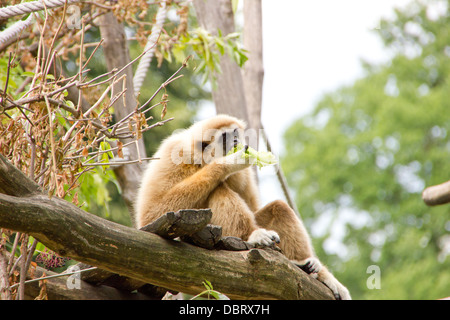 Blanc-manger quelques feuilles remis gibbon Banque D'Images