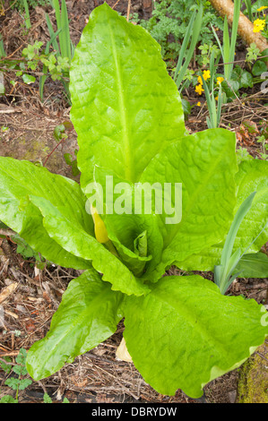 Dans Skunk-Cabbage américain les espèces exotiques en zone marécageuses forêts alluviales Devon. Vue verticale. Banque D'Images