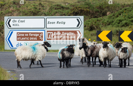 Troupeau de moutons sur la route de campagne avec panneaux irlandais en arrière-plan l'île d'Achill County Mayo Irlande République d'Irlande Banque D'Images