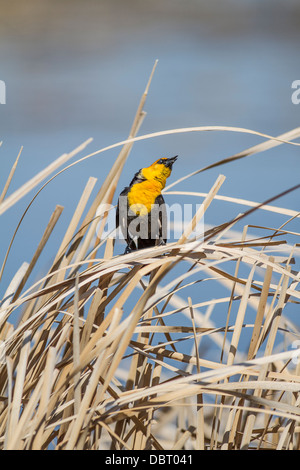 Carouge (jaune Xanthocephalus xanthocephalus) perchés sur des roseaux et le chant. Cattleman's slough, Alberta, Canada Banque D'Images