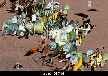 Les papillons tropicaux dans la forêt tropicale sur le sable humide le long de la rivière Tambopata dans la réserve nationale de Tambopata au Pérou Banque D'Images