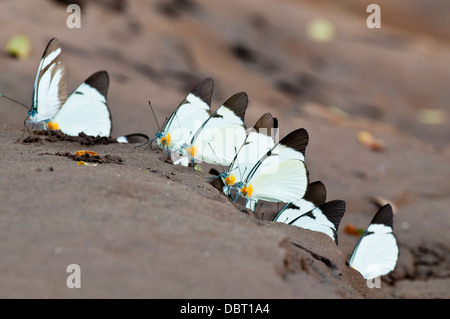 Papillons sur le sable humide Lycimnia plage sur la rivière Tambopata, au Pérou, en Amérique du Sud Banque D'Images