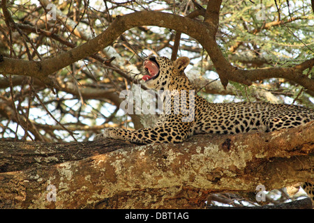 Leopard (Panthera pardus) reposant sur le bâillement et un arbre dans le Parc National du Serengeti, Tanzanie Banque D'Images