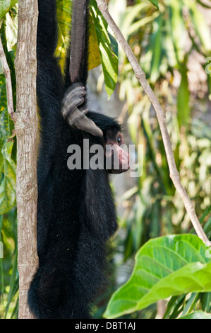 Singe araignée péruvienne (Ateles chamek) près de Puerto Maldonaldo Pérou Banque D'Images