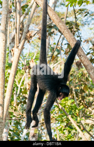 Singe araignée péruvienne (Ateles chamek) près de Puerto Maldonaldo Pérou Banque D'Images
