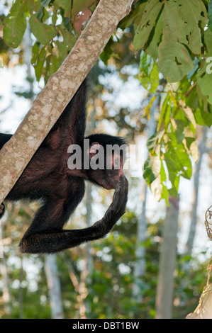 Singe araignée péruvienne (Ateles chamek) près de Puerto Maldonaldo Pérou, Amérique du Sud Banque D'Images