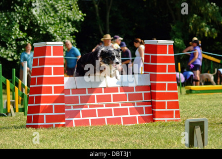 Border Collie sautant à obstacle Agility dog show Banque D'Images