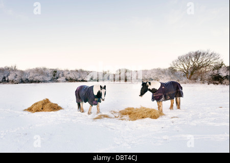 Ile de Man - chevaux (épis de couleur) se nourrissent de foin dans l'hiver après la neige Banque D'Images