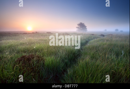 Chemin dans l'herbe dans l'aube brumeuse, Fochteloerveen, Pays-Bas Banque D'Images