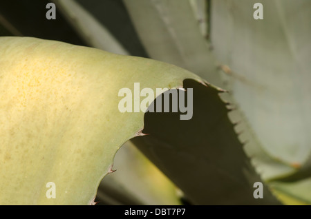 Une feuille d'agave épines d'Agave americana, Andalousie, espagne. Banque D'Images