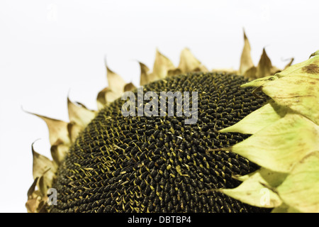 Les graines de tournesols et intérieur sur fond blanc,Helianthus annuus,yellow,couper,style studio,life,deux,close up,naturel. Banque D'Images