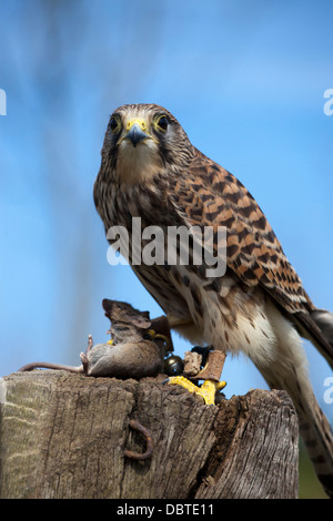 Kestrel holding mouse Banque D'Images