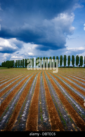 Les peupliers et champ de maïs indien Thomashof près de Karlsruhe Baden-Württemberg, Allemagne Banque D'Images