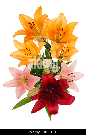 Pot-pourri. Lilies de différentes couleur sur fond blanc Banque D'Images