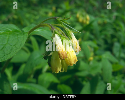 Symphytum officinale Consoude commun ( ) UK Banque D'Images