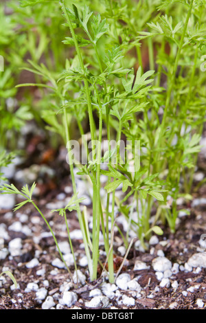 Libre de bébés en santé plantes carotte dans le jardin Banque D'Images