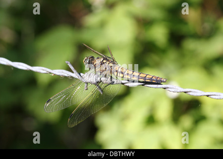 Macro détaillée des images d'un homme et femme Black-tailed Skimmer libellule Orthetrum cancellatum () - dans toutes les 50 images en série Banque D'Images