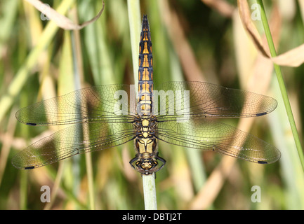 Macro détaillée des images d'un homme et femme Black-tailed Skimmer libellule Orthetrum cancellatum () - dans toutes les 50 images en série Banque D'Images