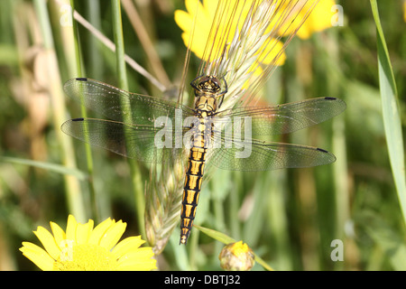 Macro détaillée des images d'un homme et femme Black-tailed Skimmer libellule Orthetrum cancellatum () - dans toutes les 50 images en série Banque D'Images