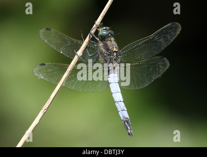 Macro détaillée des images d'un homme et femme Black-tailed Skimmer libellule Orthetrum cancellatum () - dans toutes les 45 images en série Banque D'Images