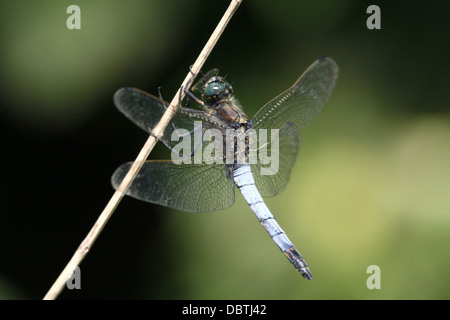 Macro détaillée des images d'un homme et femme Black-tailed Skimmer libellule Orthetrum cancellatum () - dans toutes les 45 images en série Banque D'Images