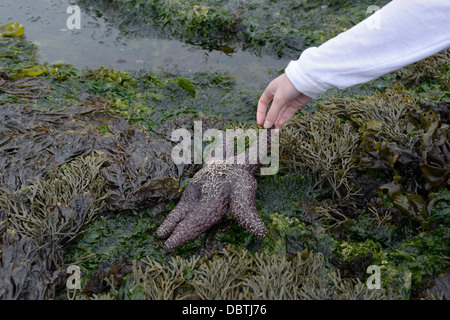 Fille de l'adolescence, tidepooling avec sea star, Point Lobos State Parc Naturel, CA Banque D'Images