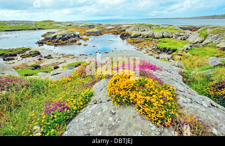 Paysage de la côte irlandaise dans l'heure d'été Banque D'Images