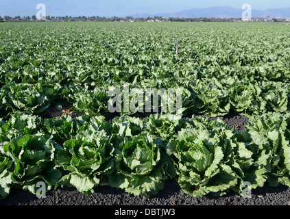 Rangées de laitue, Salinas Valley, central CA Banque D'Images