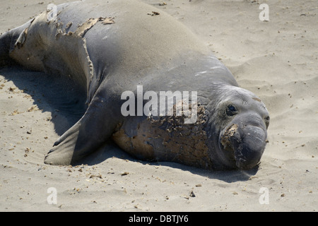 Léphant, Mirounga angustirostris, sortis de l'eau à la plage de Piedras Blancas, San Simeon, CA Banque D'Images