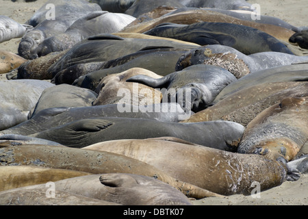 L'éléphant, Mirounga angustirostris, sortis de l'eau à la plage de Piedras Blancas, San Simeon, CA Banque D'Images