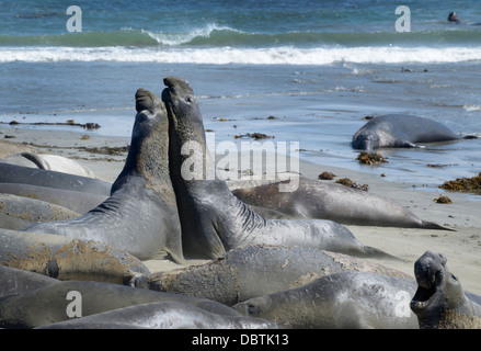 L'éléphant, Mirounga angustirostris, sortis de l'eau à la plage de Piedras Blancas, San Simeon, CA Banque D'Images