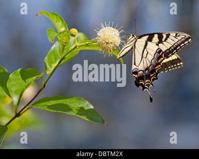 Eastern Tiger Swallowtail Butterfly (Papilio glaucus) sur le céphalanthe occidental Banque D'Images