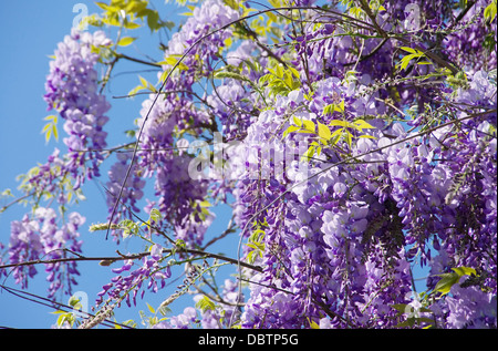 Blauregen - Wisteria 08 Banque D'Images