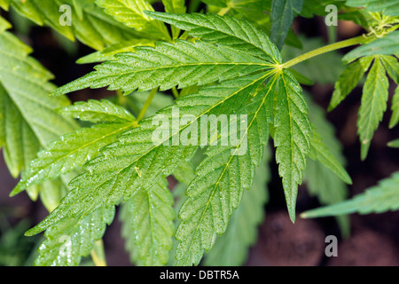 Shoot de Cannabis ruderalis naturel poussant dans un jardin cultivé Banque D'Images