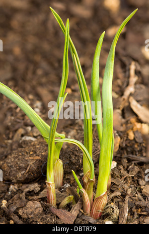 De nouveaux l'ail (Allium sativum) croissance des pousses dans un jardin d'herbes organiques cultivés Banque D'Images