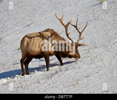 Bull le wapiti (Cervus canadensis) nourrir en hiver, le Parc National de Yellowstone, Wyoming, États-Unis d'Amérique, Amérique du Nord Banque D'Images