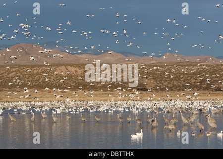 Plus de la grue et la petite oie des neiges, Bosque del Apache National Wildlife Refuge, New Mexico, USA Banque D'Images