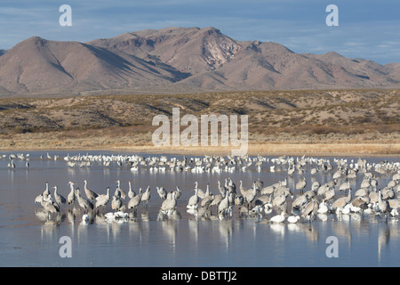 Plus de la grue et la petite oie des neiges, Bosque del Apache National Wildlife Refuge, New Mexico, USA Banque D'Images