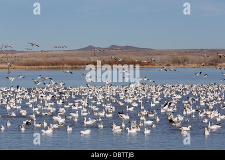 La Petite Oie des neiges (Chen caerulescens caerulescens), Bosque del Apache National Wildlife Refuge, New Mexico, USA Banque D'Images