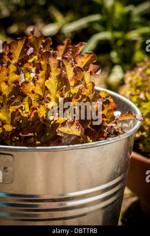 Les jeunes feuilles de laitue Rossio rouge crinkly poussent dans un seau galvanisé, dans un jardin britannique. Banque D'Images
