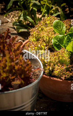 Les feuilles de laitue Lolo Rosso et Little Gem poussent dans des contenants. Banque D'Images