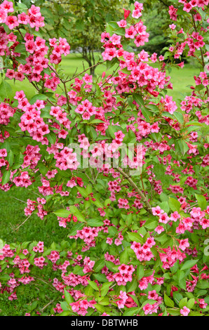 Weigela florida 'eva' rathke Banque D'Images