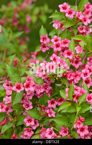 Weigela florida 'eva' rathke Banque D'Images