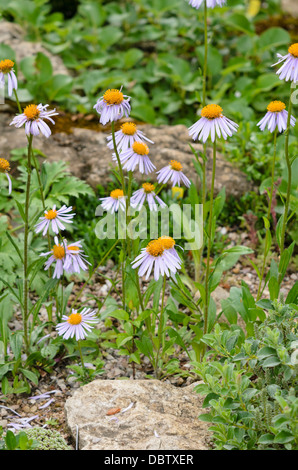 Aster des alpes (Aster alpinus) Banque D'Images