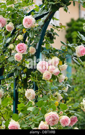 La ligne rose (Rosa Pierre de Ronsard) Banque D'Images