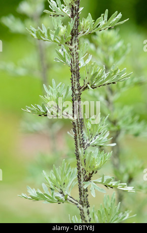 Grande absinthe (Artemisia absinthium) avec les pucerons noirs Banque D'Images