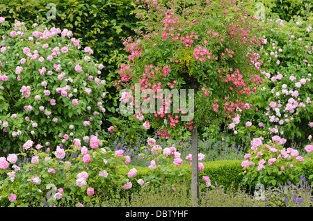 Jardin des Roses avec la moitié rose standard Banque D'Images