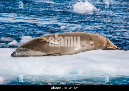 Hydrurga leptonyx léopard (joint) reposant sur une plateforme de glace, Cierva Cove, l'Antarctique, régions polaires Banque D'Images