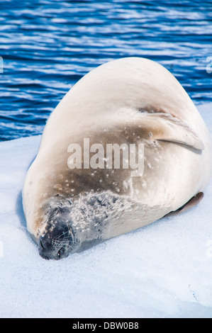 Hydrurga leptonyx léopard (joint) reposant sur une plateforme de glace, Cierva Cove, l'Antarctique, régions polaires Banque D'Images